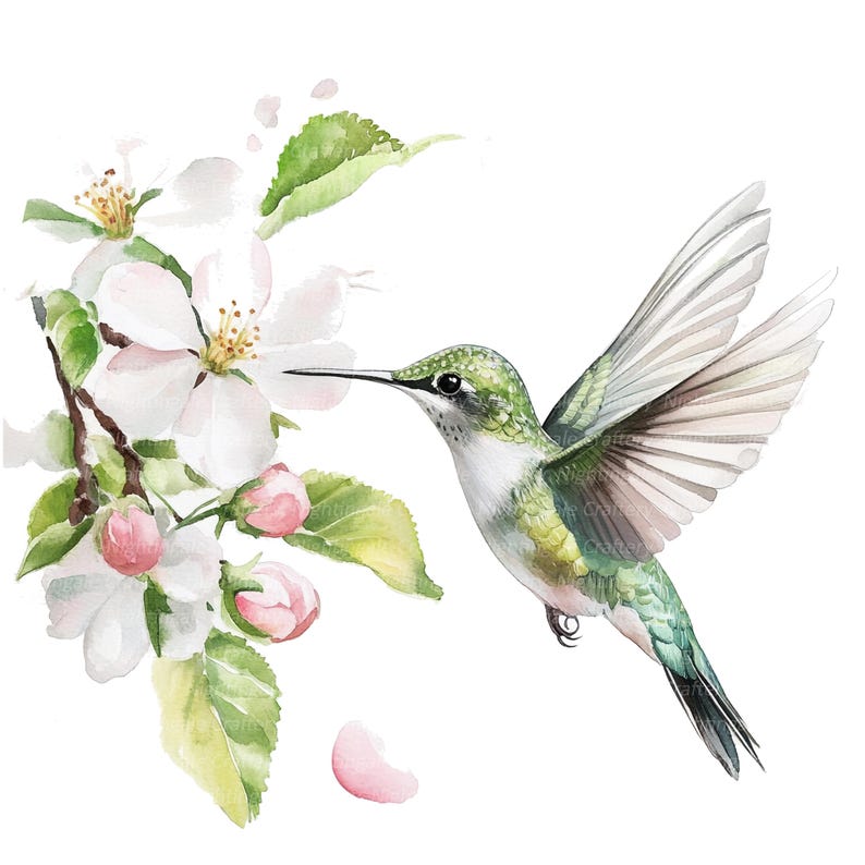 May include: A watercolor painting of a hummingbird with green and white feathers, hovering near a branch of white apple blossoms with pink buds.
