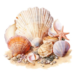 May include: A collection of seashells in various shapes, sizes, and colors, including a large scallop shell, a starfish, and several smaller shells. The shells are arranged on a bed of sand and small pebbles.