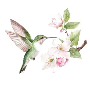 May include: A watercolor painting of a hummingbird with green and white feathers hovering near pink and white blossoms. The hummingbird has a long, thin beak and is in mid-flight.
