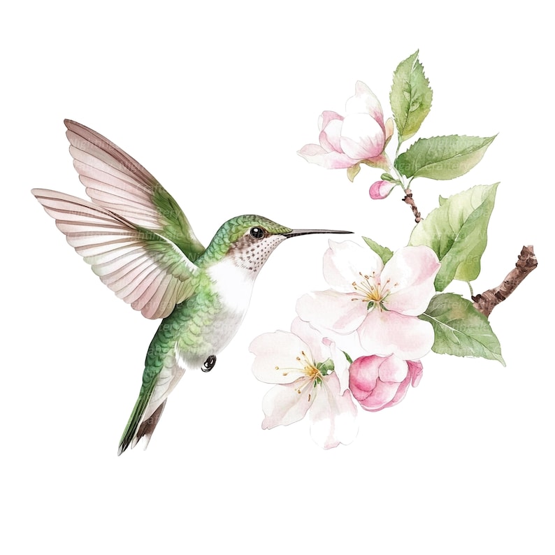 May include: A watercolor painting of a hummingbird with green and white feathers hovering near pink and white blossoms. The hummingbird has a long, thin beak and is in mid-flight.