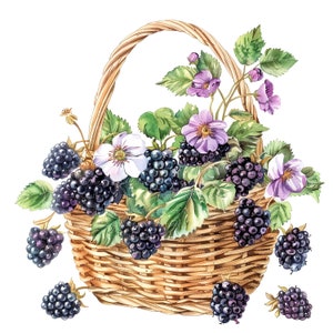 16 cliparts panier de baies sauvages, baies clipart, clipart aquarelle imprimable, fichiers JPG de haute qualité, téléchargement numérique, créations en papier, journaux