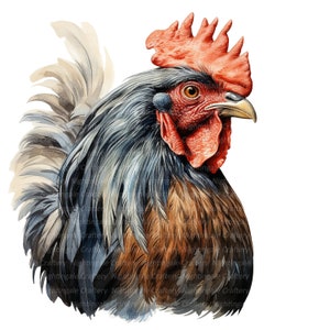 12 vários clipart de galo, clipart em aquarela para impressão, JPGs de alta qualidade, download digital, alta resolução, artesanato em papel, diários indesejados