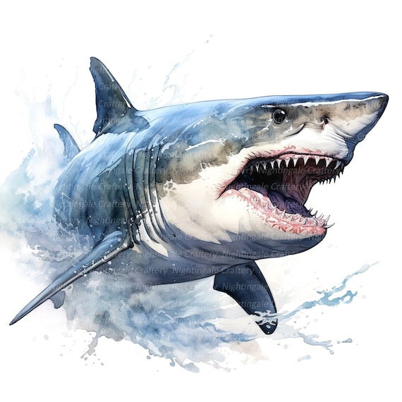 12 White Shark Clipart, Angry Shark Images, Printable Watercolor.