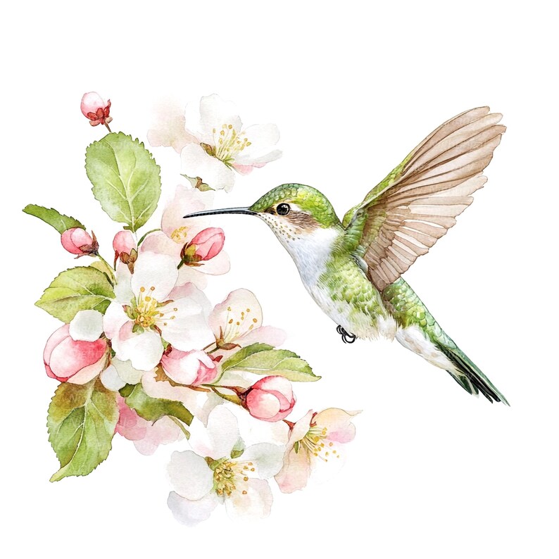 May include: A watercolor painting of a hummingbird with green and brown feathers, hovering near a branch of white and pink apple blossoms.