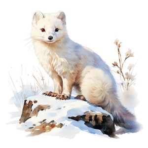 May include: A white arctic fox with red eyes sits on a snowy rock. The fox has a fluffy tail and is looking directly at the viewer.