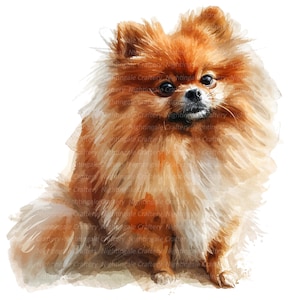 12 Pomeranian Dog Clipart, Printable Watercolor clipart, High Quality JPG/PNG, Digital download, Paper craft, junk journal, Pomeranian print