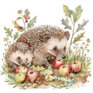 12 Hedgehog Family Clipart, Hedgehog Clipart, clipart em aquarela para impressão, JPGs de alta qualidade, download digital, artesanato em papel, diários indesejados