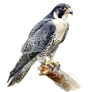 Puede incluir: Una pintura de acuarela de un halcón peregrino posado en una rama. El ave tiene plumas grises y negras con marcas blancas. El halcón tiene un pico afilado y patas amarillas.