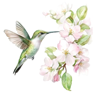 May include: A watercolor painting of a hummingbird with green and brown feathers, hovering near a branch of white and pink blossoms. The hummingbird has its beak extended towards the flowers.