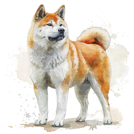11 秋田犬のクリップアート、水彩の秋田犬、印刷可能な水彩クリップ