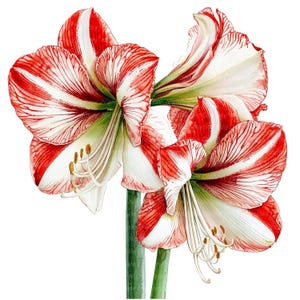 10 Amaryllis Blumen Clipart, Weihnachtsblumen, digitale Clipart, Aquarell Clipart, hochwertige PNGs, druckbare Clipart, digitaler Download
