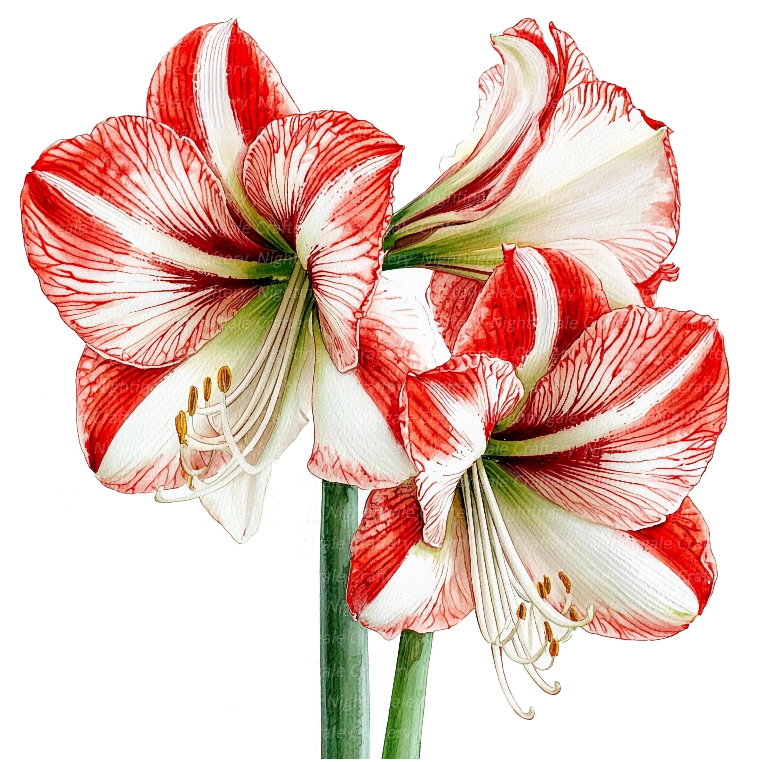 Wax amaryllis - Etsy 日本