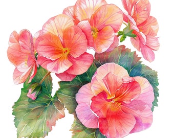 12 Begonia flowers Clipart, Begonia Bouquet, Printable Watercolor clipart, High Quality JPGs, Digital download, Paper craft, junk journal