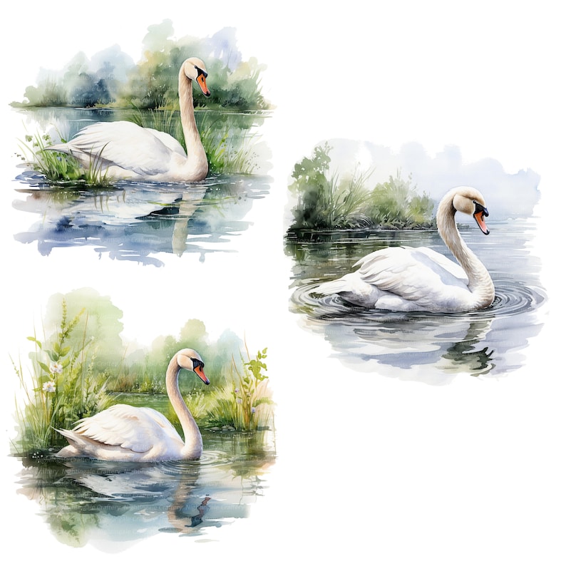 14 Adorable Swan Clipart, Printable Watercolor Clipart, High Quality ...