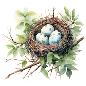 11 clipart de ninho de pássaro, ninho decorativo, ovos, clipart em aquarela para impressão, JPGs de alta qualidade, download digital, artesanato em papel, diários indesejados