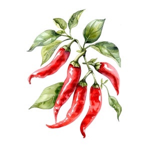 10 Chili Clipart, Clipart Küche, druckbare Aquarell Clipart, hochwertige JPGs, digitaler Download, Papier Handwerk, Journaling