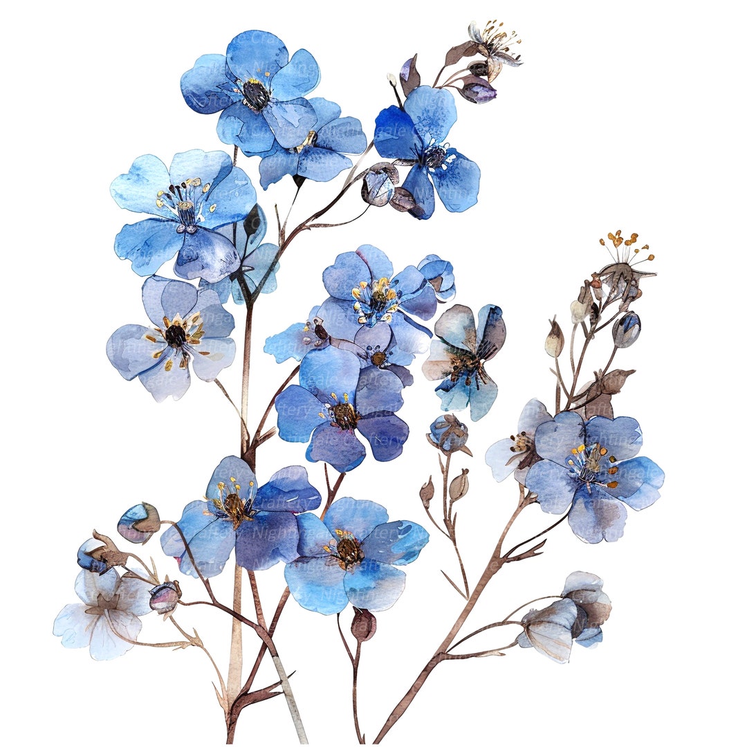 10 Dried Forget Me Not Clipart, Forget-me-not, Printable Watercolor ...