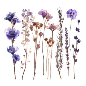12 imágenes prediseñadas de flores prensadas, impresión de flores silvestres, imágenes prediseñadas de acuarela imprimibles, archivos JPG de alta calidad, descarga digital, manualidades de papel, diario basura
