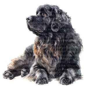 11 Clipart chien Terre-Neuve, clipart aquarelle imprimable, JPG de haute qualité, téléchargement numérique, créations en papier, journal indésirable, impression Terre-Neuve