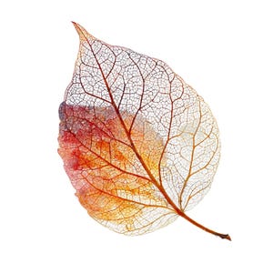 May include: A close-up of a leaf skeleton with intricate vein patterns. The leaf transitions from a vibrant mix of red, orange, and yellow hues to a delicate, translucent structure. The background is plain white.