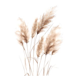 10 Clipart di erba di pampa boho, arte murale boho, PNG/JPG di alta qualità, clipart di acquerello stampabili, download digitale, artigianato di carta, diario spazzatura