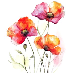 8 Arte de parede de papoulas, clipart de papoula, papoulas para impressão, clipart de aquarela, JPG/PNGs de alta qualidade, download digital, artesanato em papel, diário de lixo