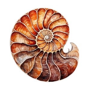 Pode incluir: Uma pintura em aquarela de uma concha de nautilus com um padrão em espiral em tons de marrom, laranja e bege.