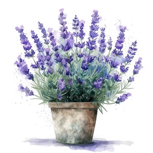 10 Lavendel im Topf Clipart, Lavendel Clipart, druckbare Aquarell Clipart, hochwertige PNGs, digitaler Download, Papiermodell, Junk Journal