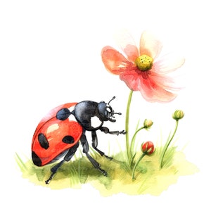 12 Clipart coccinella su fiore, Clipart coccinella acquerello, clipart acquerello stampabile, JPG di alta qualità, download digitale, artigianato di carta