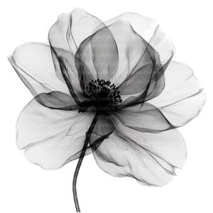 9 Clipart abstrait fleurs noires, fleurs imprimées, clipart aquarelle imprimable, haute qualité JPG/PNG, téléchargement numérique, créations en papier, journaux