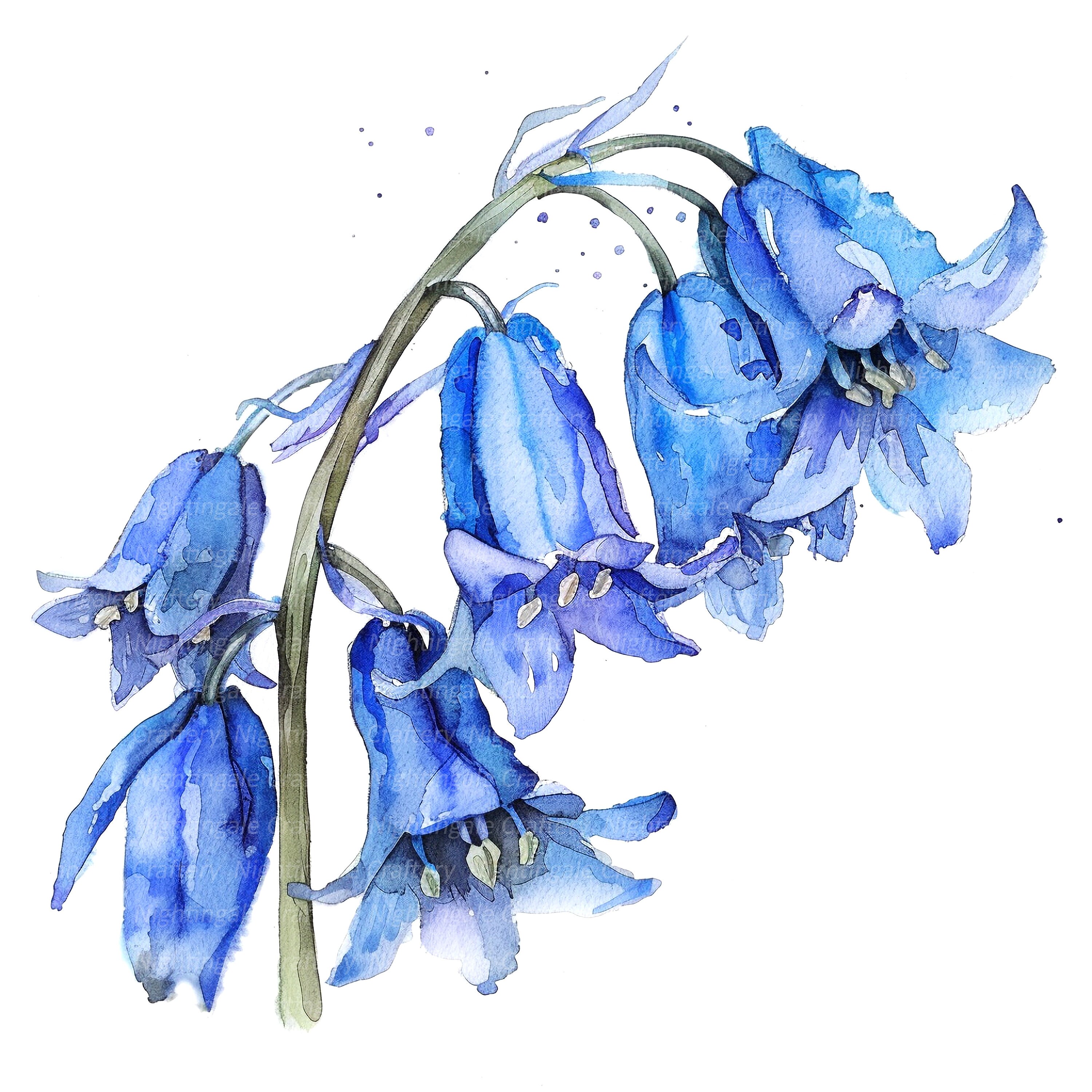 12 Bluebells Clipart, Watercolor Bluebells, Printable Watercolor