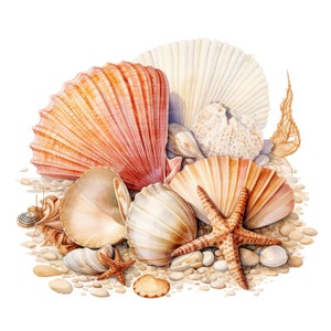 May include: A collection of seashells in various shapes and sizes, including a large pink scallop shell, a white seashell with a starfish on top, and a smaller white seashell. The shells are arranged on a bed of sand and small pebbles.