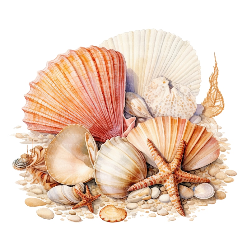May include: A collection of seashells in various shapes and sizes, including a large pink scallop shell, a white seashell with a starfish on top, and a smaller white seashell. The shells are arranged on a bed of sand and small pebbles.