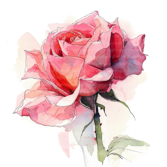 P.J. Redouté ピンクのバラ 絵画 Pierre-Joseph Redouté (1759-1840