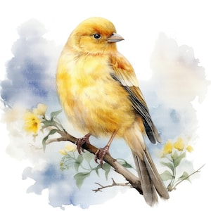 7 Canarische vogel clipart, aquarel kanarie, afdrukbare aquarel clipart, hoge kwaliteit jpg's, digitale download, Paper Craft, ongewenste tijdschriften