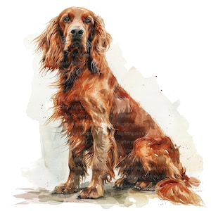 11 Clipart Setter irlandais, Setter irlandais aquarelle, clipart aquarelle imprimable, fichiers JPG de haute qualité, téléchargement numérique, créations en papier, journal