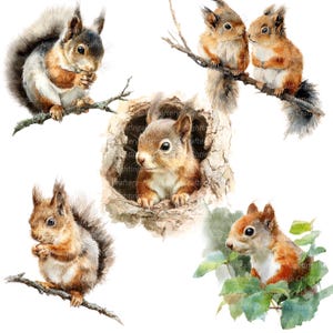 11 PNG mignon écureuil Clipart, clipart aquarelle imprimable animaux, haute qualité JPG/PNG, téléchargement numérique, haute résolution, créations en papier