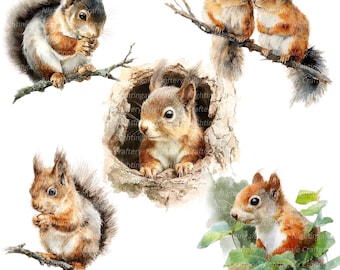 11 PNG Cute Squirrel Clipart, Animals Printable Watercolor clipart, High Quality JPG/PNGs, Digital download, High resolution, Paper crafts