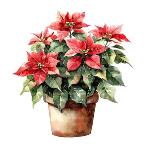 10 Clipart di Poinsettia in vaso, Clipart di Natale, Clipart digitale, Clipart acquerello, JPG di alta qualità, Clipart stampabile, Download digitale