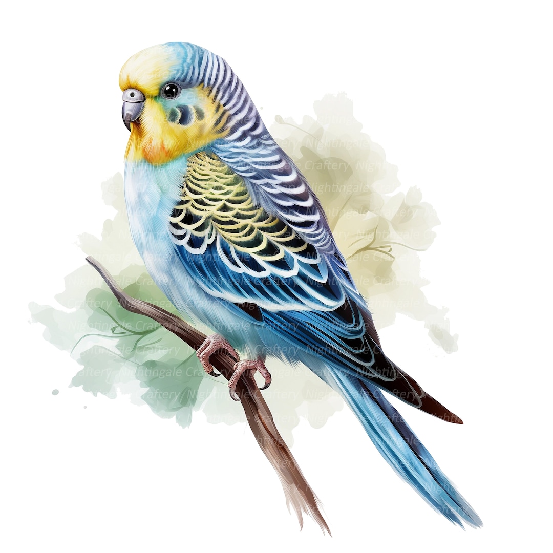 12 セキセイインコのクリップアート、水彩画のセキセイインコ、印刷