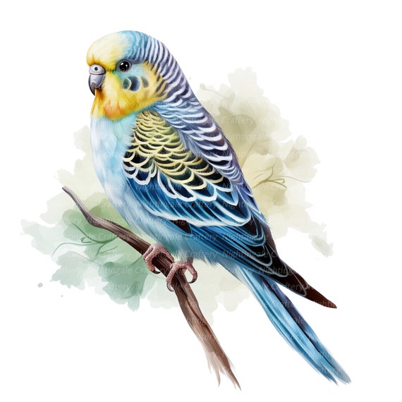 12 セキセイインコのクリップアート、水彩画のセキセイインコ、印刷