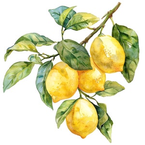 May include: A watercolor painting of a lemon tree branch with four ripe yellow lemons and green leaves.