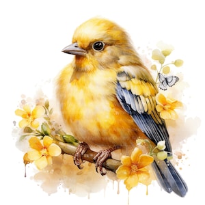 8 clipart de pássaro canário, canário em aquarela, clipart em aquarela para impressão, JPGs de alta qualidade, download digital, artesanato em papel, diários indesejados