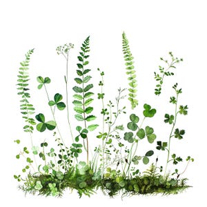 12 bosvaren clipart, Fern groen clipart, afdrukbare aquarel clipart, hoge kwaliteit png's, digitale download, Paper Craft, ongewenste tijdschriften