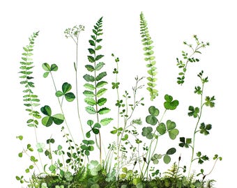 12 skogsormbunke Clipart, ormbunke grönska Clipart, utskrivbar akvarell clipart, högkvalitativa PNG-filer, digital nedladdning, pappershantverk, skräpjournaler