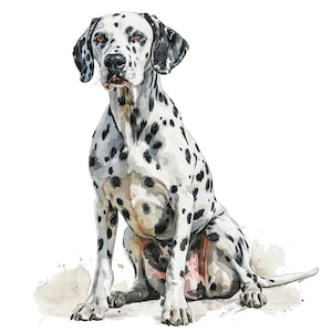 10 clipart dalmata, cane dalmata acquerello, clipart acquerello stampabile, JPG di alta qualità, download digitale, creazione di carta, diario spazzatura