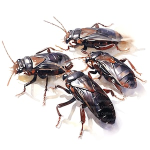May include: A watercolour illustration featuring four dark brown and black insects with segmented bodies, long antennae, and thin legs. The insects are depicted in various positions with visible wing casings and light brown highlights on their shells.
