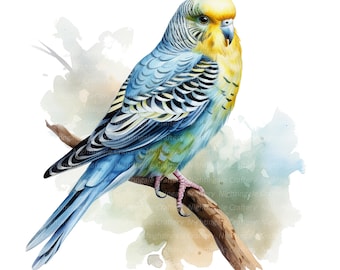 12 セキセイインコのクリップアート、水彩画のセキセイインコ、印刷