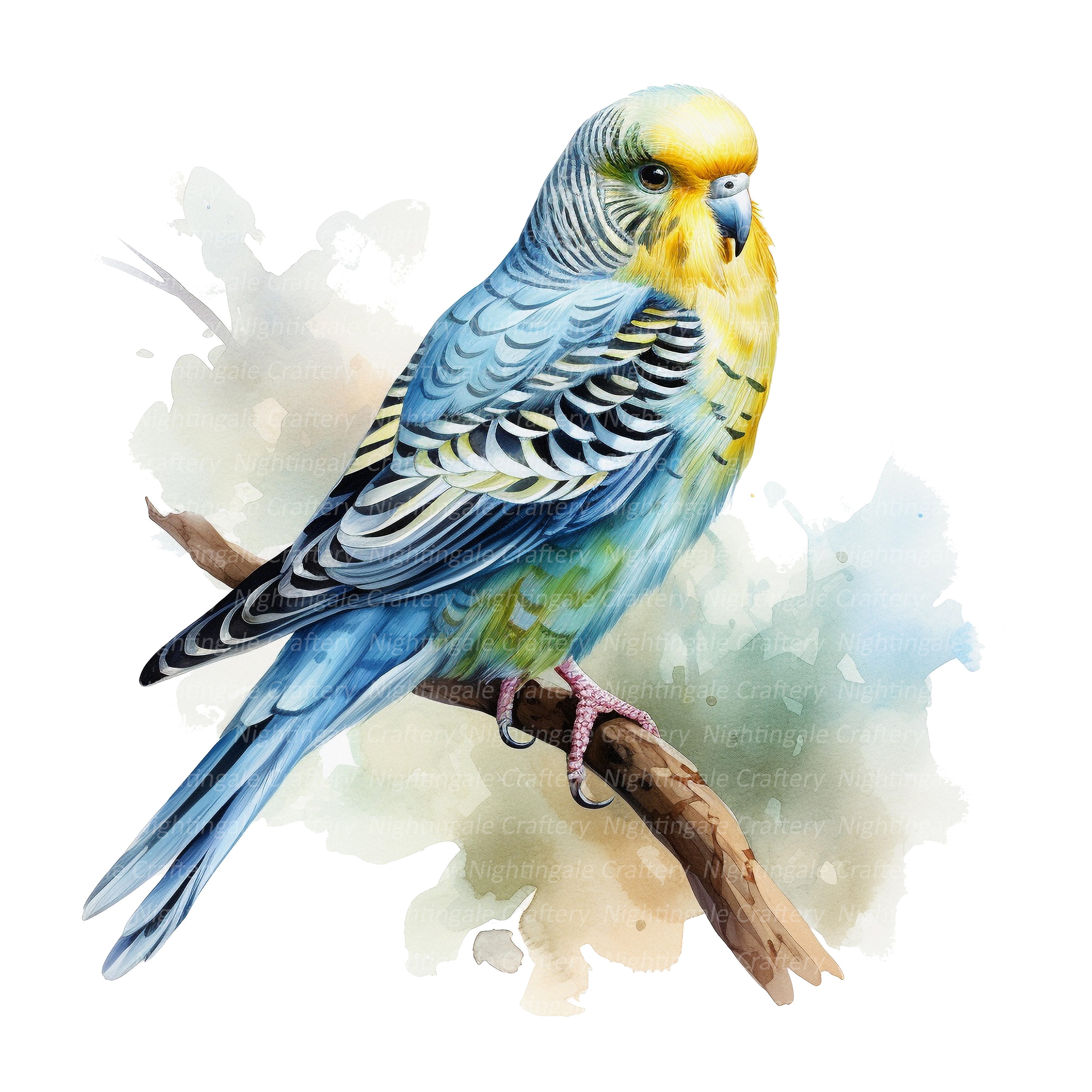 12 セキセイインコのクリップアート、水彩画のセキセイインコ、印刷