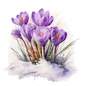 Peut inclure: Une peinture à l'aquarelle de crocus violets en fleurs dans la neige. Les fleurs sont en pleine floraison et ont des centres jaunes. La neige est blanche et moelleuse, et il y a des feuilles vertes autour des fleurs.